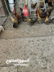 4 دجاج برهومي