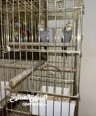  2 جوز كوكتيل اقرأ الوصف .