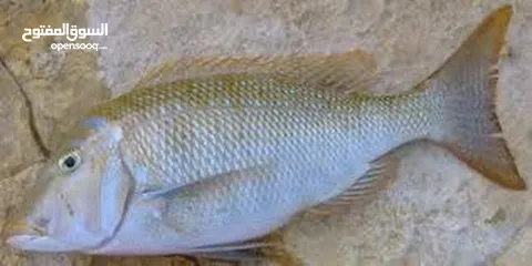  3 أسماك بياض وشعور رمك للبيع طازجه صيد اليوم