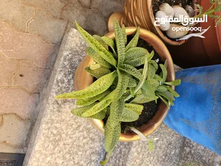  4 Outdoor plants for sale