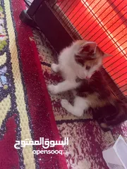  1 قطه انثى للبيع