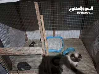  21 قفص مستعمل يدوي متر ونصف في 80 سم.................................................................