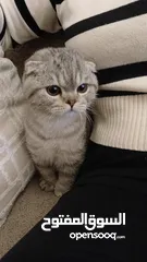  1 ذكر سكوتش فولد
