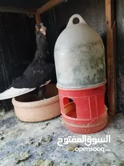  2 جوز مساويد شغالات ومطاردات عبيض