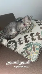  3 Mix kitten breed 3 months old very playful and fun