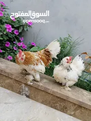  5 دجاج. زهري