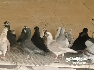  4 انواع حمام مشكلة للبيع