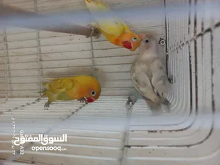  1 مخاليف فيشر اقرأ الوصف