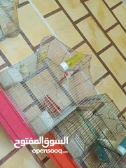  16 عصافير كنار للبيع جواز جاهزه في  اشي مع بيض واشي مش مع بيض وفي فراخ صغار جواز