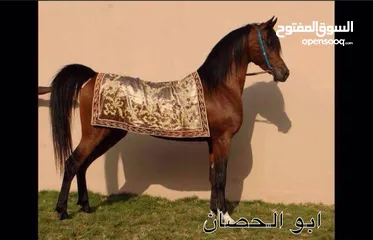  5 حصان واهو مصري للبيع