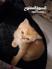  17 kittens for sale 60 days old    Scottish.