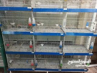  8 غرفة طيور كامله للبيع اقرأ الوصف سعر قابل للتفاوض بشكل بسيط
