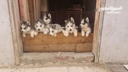  1 جراوي  هاسكي