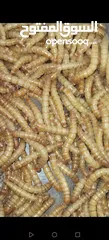  1 يرقات دود القبابي حي ميلوورم mealworm غذاء ممتاز بروتين حيواني لا يسبب التشحيم للطيور والاسمام