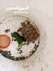  2 سلحفاه للبيع او للبدل على دجاج