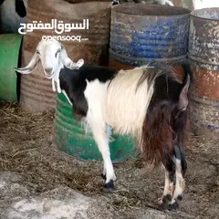  3 بسم الله ماشاء الله 14 راس غنم من ضمنهم شعريتين وتيس وعنزه وراها توم جدايه