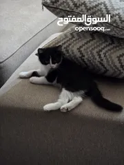  2 قط شيرازي ابيض واسود للبيع مع اغراضه