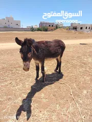  2 حمار غنم للبيع قابل للبدل