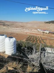  1 مزرعة زيتون