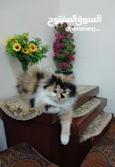  1 قطة شيرازي للتبني بداعي السفر