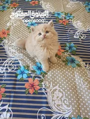  1 Pure Persian Kitten