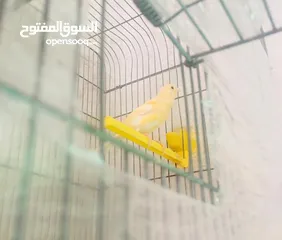  2 كناري للبيع