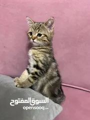  3 بسسس للبيع بسعر مغري