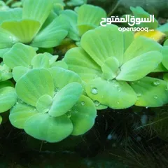  4 سمك ، نبات طافي طبيعي لأحواض السمك (مفيد للـ سمك) من نوع Dwarf water lettuce