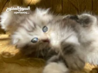  7 5 قطط مكس للبيع