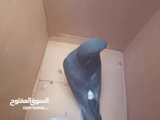  3 انواع حمام مكفول
