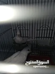  5 جوز كوكتيل  البينو