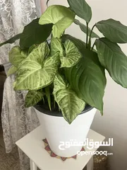  1 نباتات بحاله ممتازه