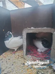  11 حمام صلاة على نبي شغال