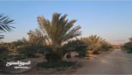  2 39دونم مزروعه بلح مجدول موق مميز جدا