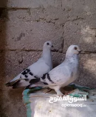  4 حمام كنكات وعمري وبالوني ونوري قراقطه نخب نار