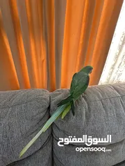  2 بغبغاء نيبالي