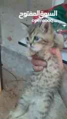  2 برتش بريطاني