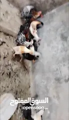  3 فراخ بلدي للبيع