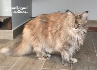  3 Maine Coon - Female