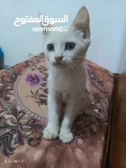  1 قطة انثى شيرازي عمر 45 يوم اليفه كلش