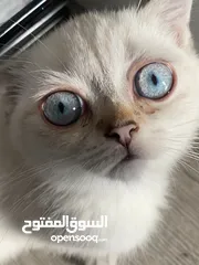  2 قط سكوتش ستريت ذكر اليف