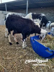  6 كباشه نجديات للبيع