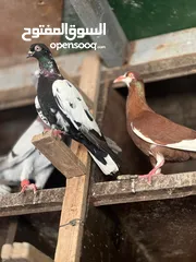  1 شوية حمامات نخب بسعر حرق جواز وحبات