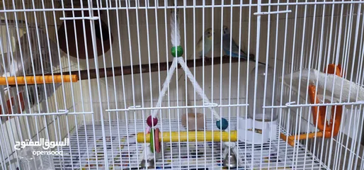  3 budgies pair