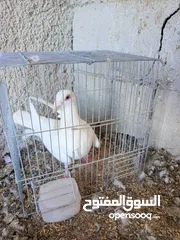  22 حمام للبيع