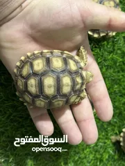  3 سلاحف بريه