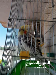  18 ببغاء كوكتيل ذكر وانثى مع قفص