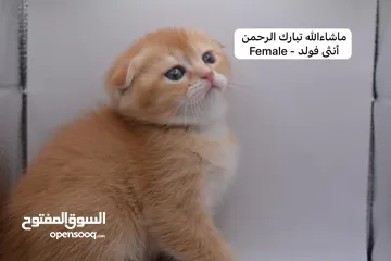  31 سكوتش كيتن فولد وستريت الوان مميزه ليلك ومشمشي وغيرها 15 كيتن