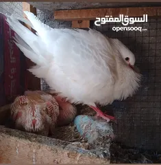  4 حمام فرنسي اصلي السلاله اكبر حجم منتج  الجوز