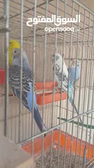  3 جوز عصافير حب تحتهم جوز فراخ شغالات%100